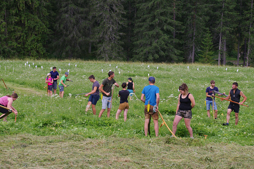 Trenton, Italy - July 02,  2023.  Community scythe event   in the Dolomites region.
