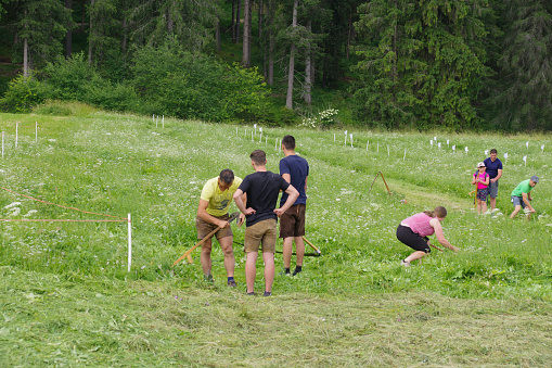 Trenton, Italy - July 02,  2023.  Community scythe event   in the Dolomites region.