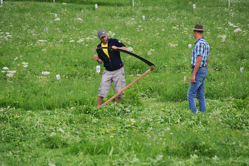 Trenton, Italy - July 02,  2023.  Community scythe event  in the Dolomites region.