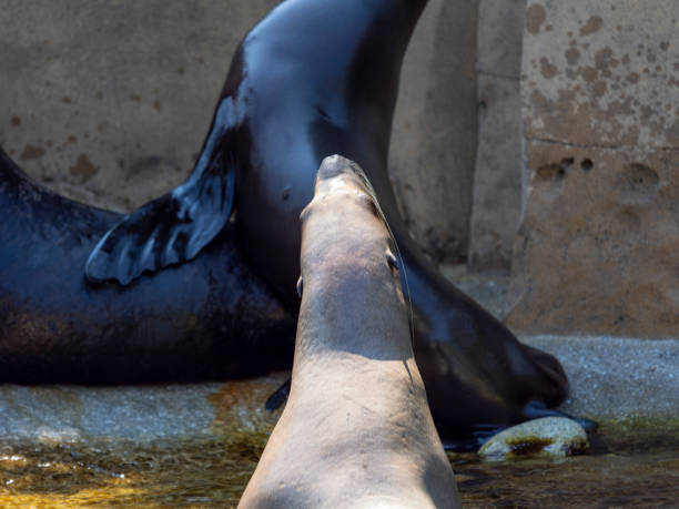 istock Summer Vancouver Aquarium 1519801948