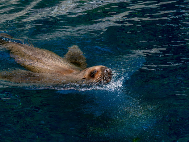 istock Summer Vancouver Aquarium 1519802253