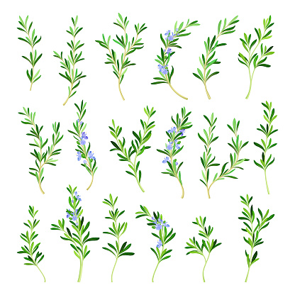 Rosemary Twig as Perennial Herb with Fragrant, Evergreen, Needle-like Leaves and Blue Flowers Big Vector Set. Branch of Aromatic Specie Used as Decorative Plant and Food Flavor