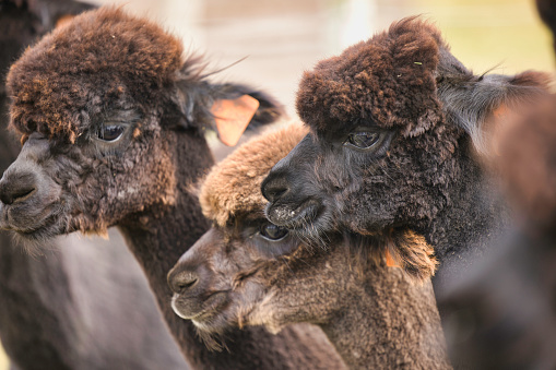 Small group of dark-coloured alpacas in Pembrokeshire, Wales, UK.