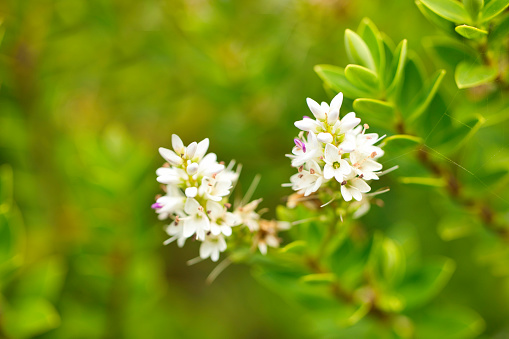 Evergreen shrub, Hebe, with blooming flowers in Pembrokeshire, Wales.