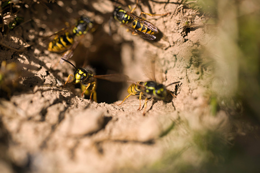 Wasps widening a hole in the ground to make a nest. Pembrokeshire, Wales in Summer.