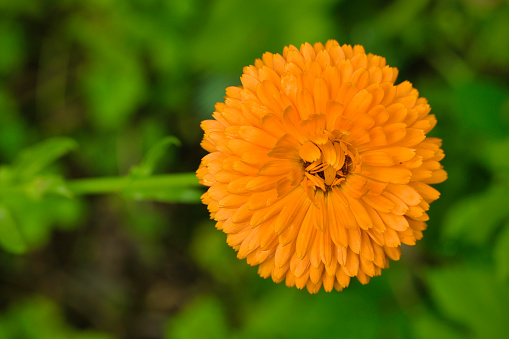 Orange flower marigold kalendula, calendula flowerbed closeup macro, selective focus