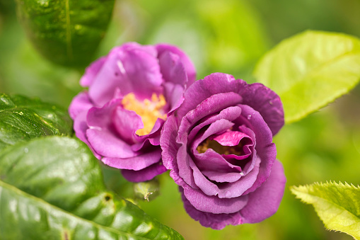 Rhapsody in Blue - a purple/blue rose growing in Pembrokeshire, Wales.
