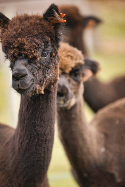 istock Portrait of dark-coloured alpacas 1519815243