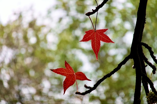 Red maple leaves on tree during autumn