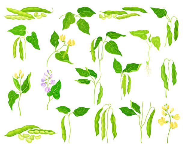 blühende bohnenpflanze mit schote und samen als gemüsepflanze großer vektorsatz - soybean bean edamame pod stock-grafiken, -clipart, -cartoons und -symbole