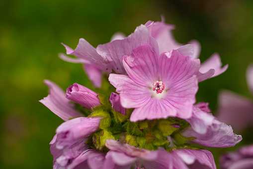 Close-up of Musk Mallow growing in Summer in Pembrokeshire, Wales.