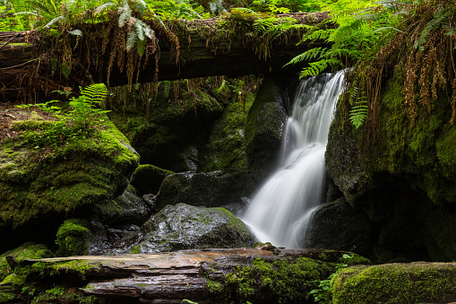 This small waterfall is found along a hiking trail in the Redwood National Park, CA.  This shot conveys a peaceful, cooling, and relaxing mood.