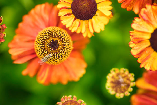 Cluster of vibrant orange marigold flowers covered in white frost. Early morning winter scene, cold weather effect on garden plant in nature.