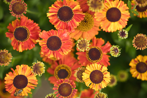 Coneflowers blooming in a Summer flowerbed in Pembrokeshire, Wales