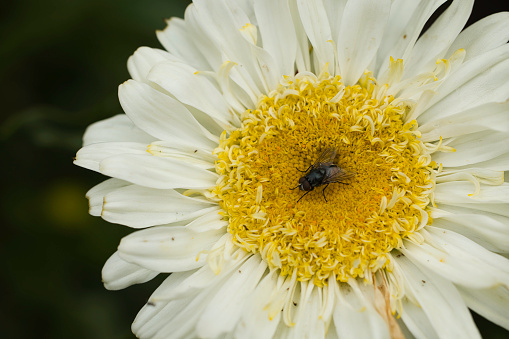 Fly sitting on a Moon Daisy which is just passing its full Summer bloom. Pembrokeshire, Wales.