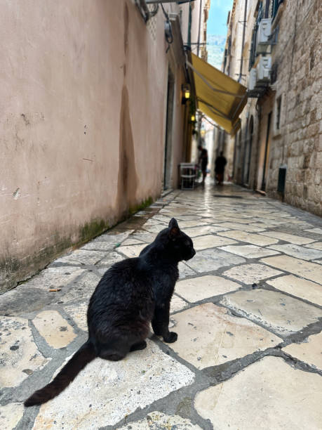 istock Black cat relaxing in Old Town Dubrovnik 1519824853