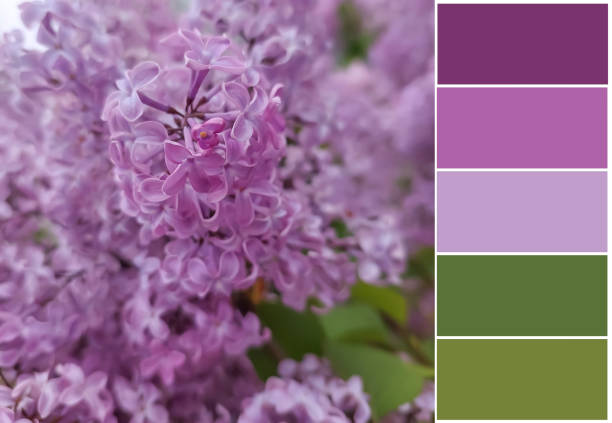 istock Beautiful lilac flower, color swatch 1519836659