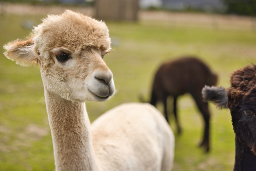 Light-coloured alpaca in a field in West Wales, UK.