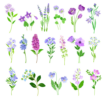 Blue and Purple Flowers on Green Stem as Meadow or Field Plant Big Vector Set. Flourishing Bloom or Blossom with Petals as Fresh Flora and Botany Concept