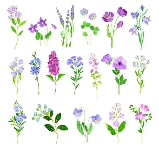 Vector illustration of Blue and Purple Flowers on Green Stem as Meadow or Field Plant Big Vector Set