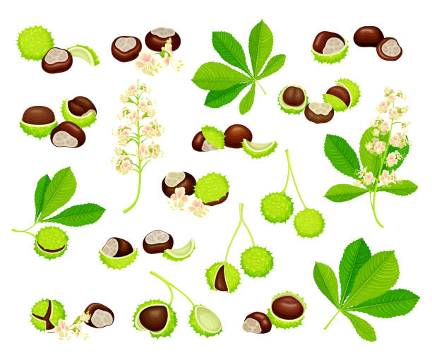Horse Chestnut or Aesculus Hippocastanum with Fruit in Green Spiky Capsule Shell Containing Conker Seed Big Vector Set Horse Chestnut or Aesculus Hippocastanum with Fruit in Green Spiky Capsule Shell Containing Conker Seed Big Vector Set. Flowering Plant Specie with Flowers and Palmately Compound Leaf aesculus hippocastanum stock illustrations