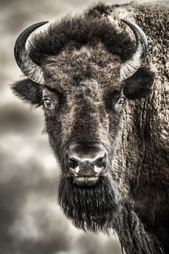 Photo of adult bison looking directly at the camera, showing head, shoulders, horns and face, at the Maxwell Wildlife Refuge in Canton, Kansas.