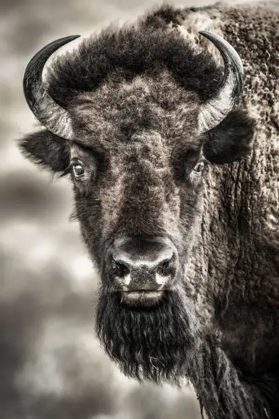 Photo of Bison Portrait 1