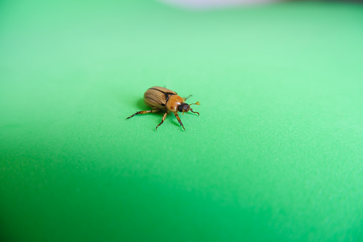Close-up shot of a small beetle on a green background.