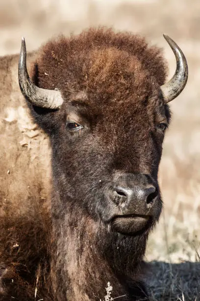 Photo of Bison Portrait 3
