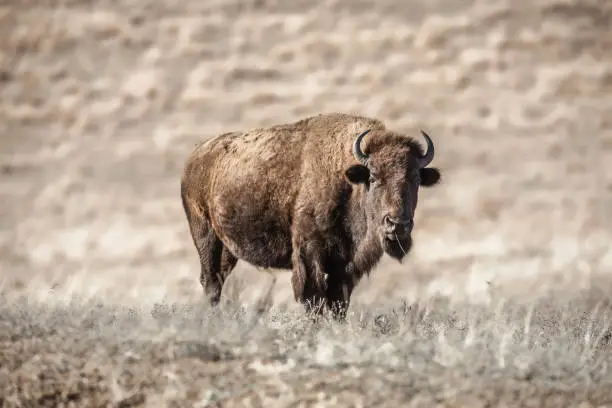Photo of Bison on the Prairie