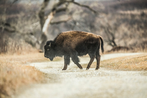 Photo of adult bison shown head to toe, crossing gravel road, at the Maxwell Wildlife Refuge in Canton, Kansas.