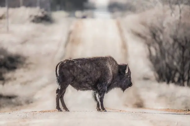 Photo of Bison in the Road