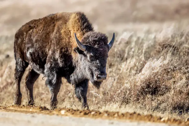 Photo of Bison Walking on Side of the Road