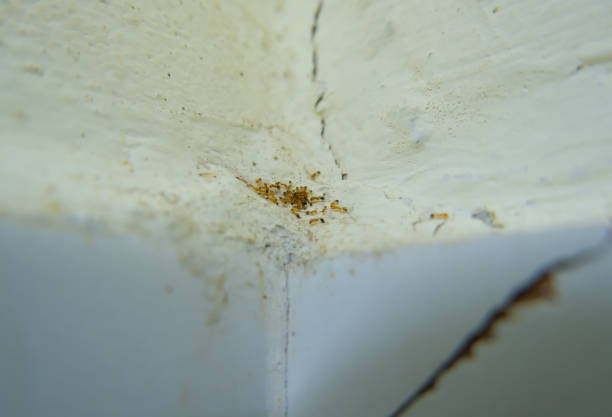 istock A colony of small ants on the old wall. 1519873431