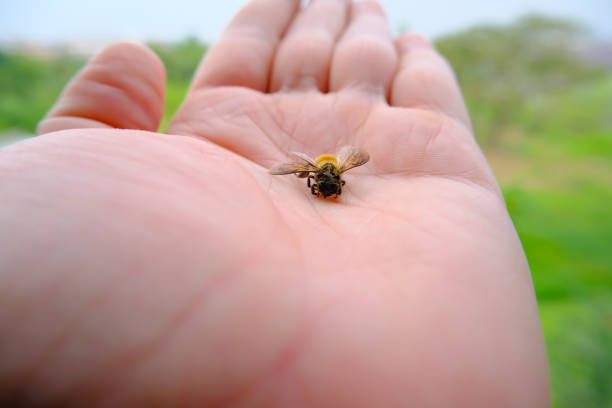 istock The palm that supports the exhausted bee. 1519875497