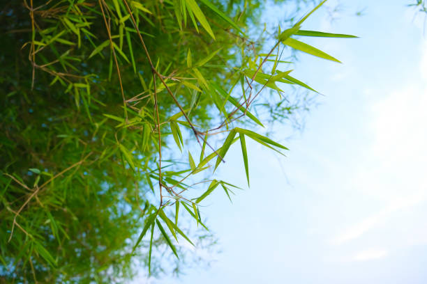 istock Bamboo branches and leaves against the sky. 1519877078