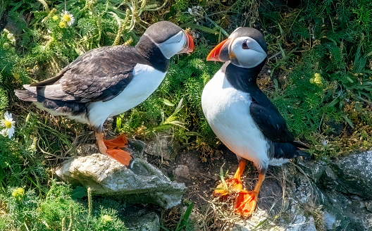 Puffins on the cliffs at Bempton Cliffs amongst the rocks and daisies.