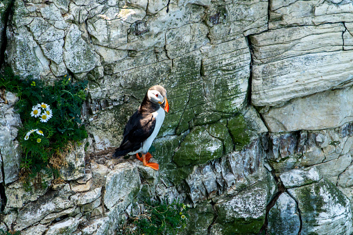 Puffin on the cliffs at Bempton Cliffs amongst the rocks and daisies.