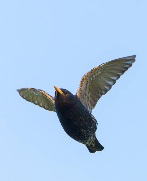 istock Common Starling, Sturnus vulgaris 1519923817