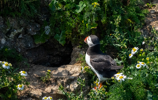 Puffin on the cliffs at Bempton Cliffs amongst the rocks and daisies.