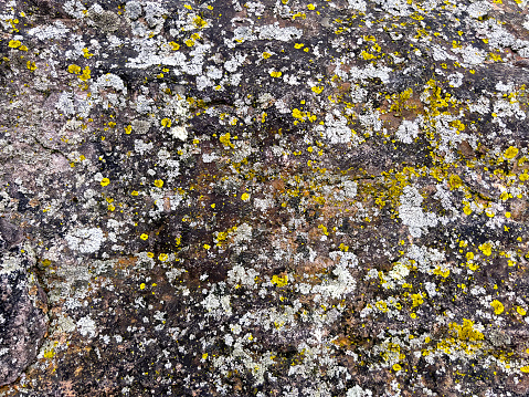 Big rock with yellow and white moss