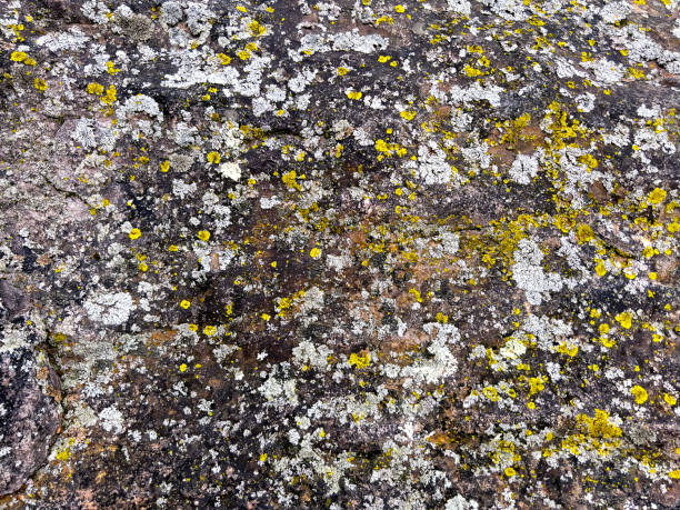 Big rock with yellow moss stock photo