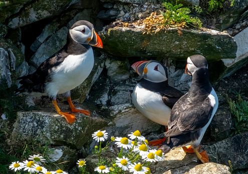 Puffins on the cliffs at Bempton Cliffs amongst the rocks and daisies.