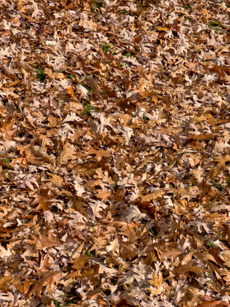 Autumn leaves on the ground stock photo