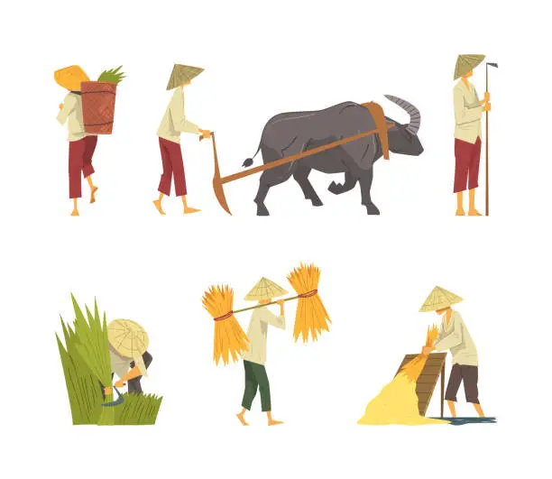 Vector illustration of Asian farmers working on field set. Peasants characters in straw conical hat plowing the land and harvesting cartoon vector illustration