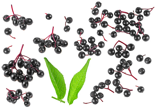 View from above of fresh black Sambucus berries and green leaves isolated on a white background