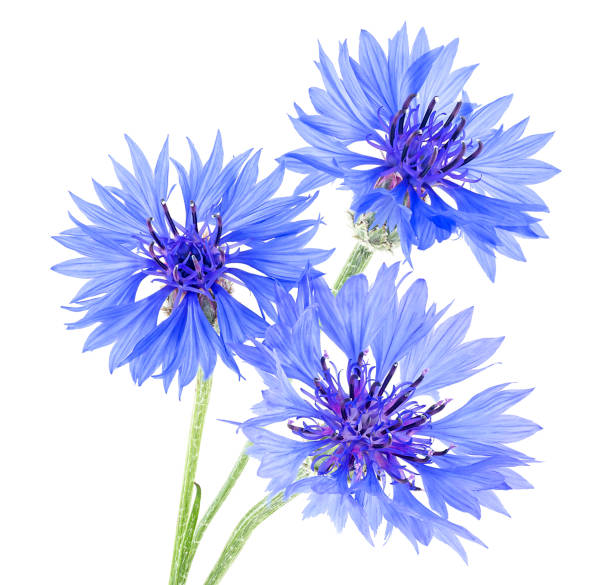 istock Bouquet of blue cornflowers isolated on a white background 1519955226