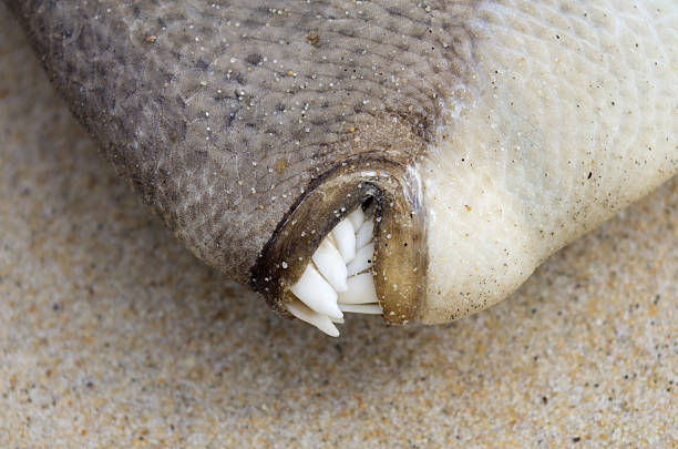 fish teeth Close-up on dead triggerfish teeth silver piranha fish stock pictures, royalty-free photos & images