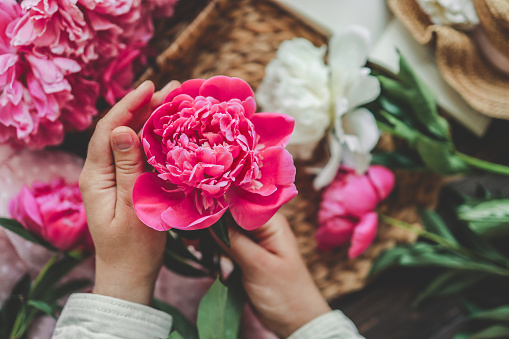 Pink peony in the hands of a girl, aesthetic photo.