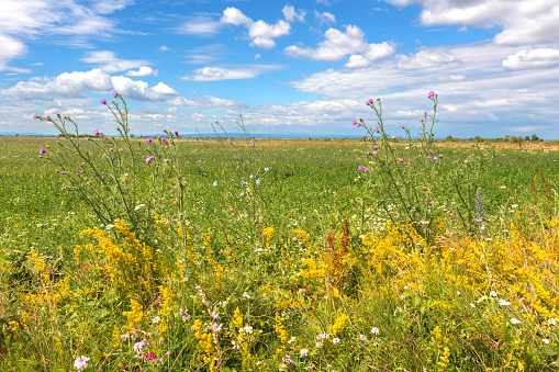 Beautiful lakeside meadows in Seewinkel in summer